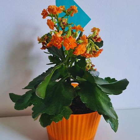 Bistriţa Nosen Apartment מראה חיצוני תמונה