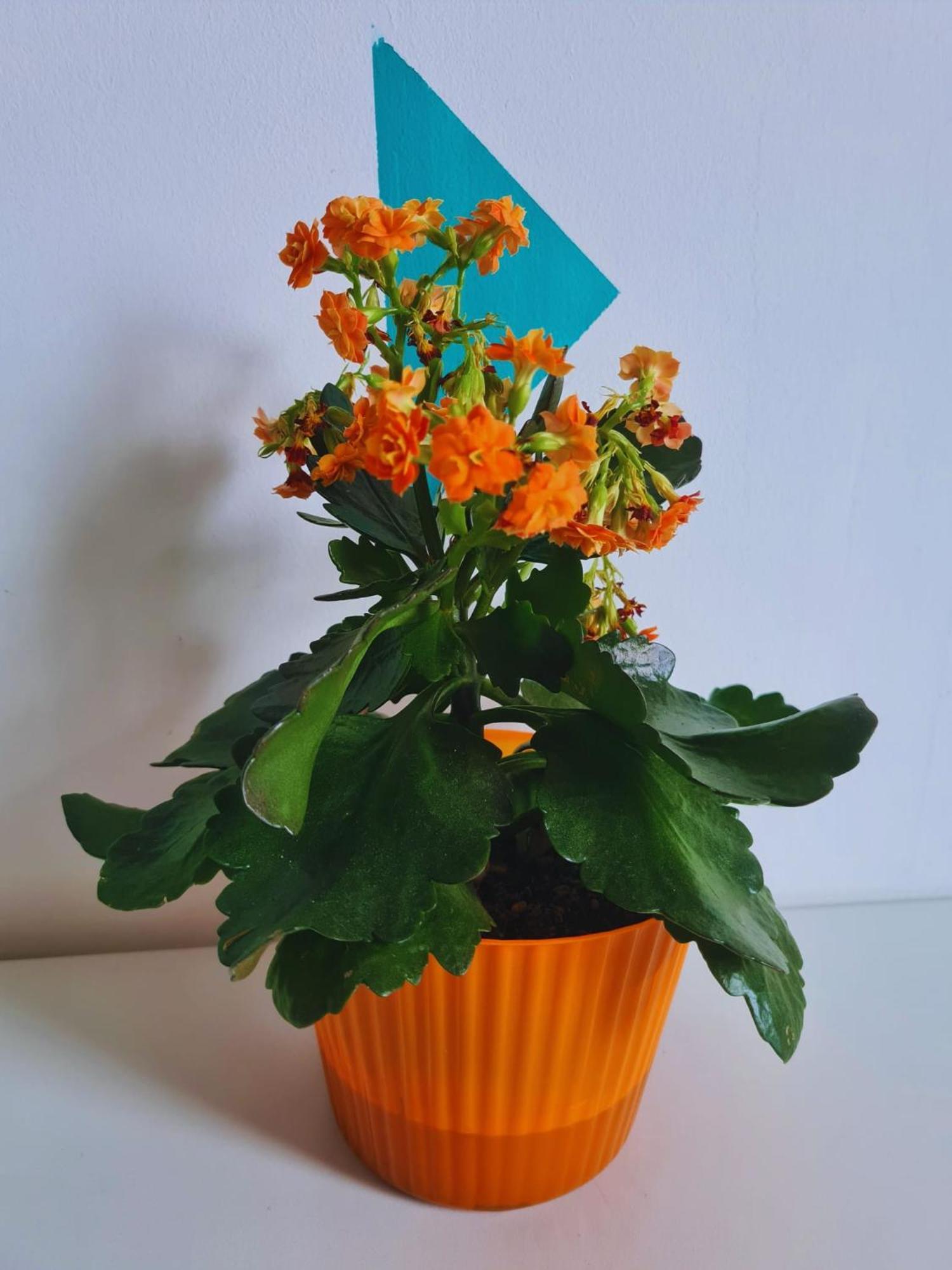 Bistriţa Nosen Apartment מראה חיצוני תמונה